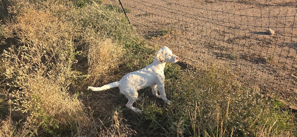 PUPS AVAILABLE Llewellin Setter