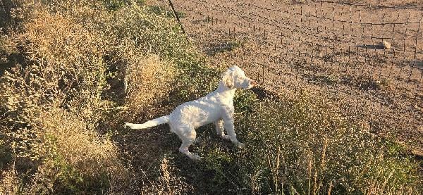 PUPS AVAILABLE Llewellin Setter