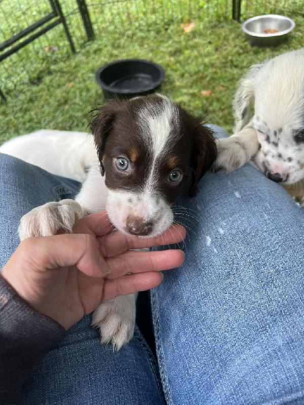 English Setter