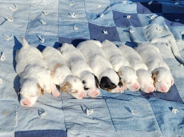 English Setter