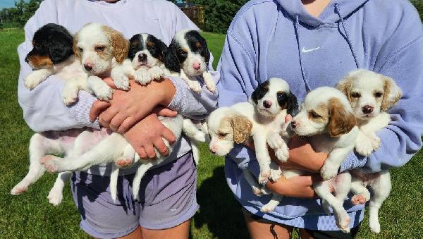 ENGLISH SETTER PUPS FOR SALE IN MN English Setter