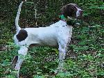 PROVEN TOP COVERDOG IN THE COUNTRY