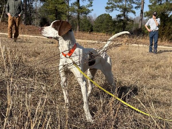 English Pointer