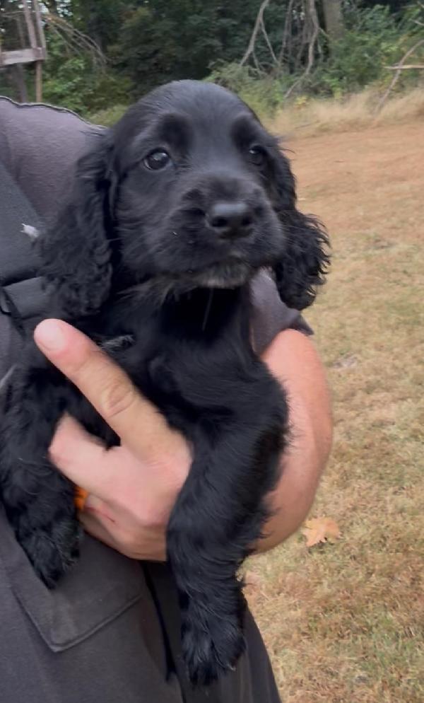 English Cocker Spaniel