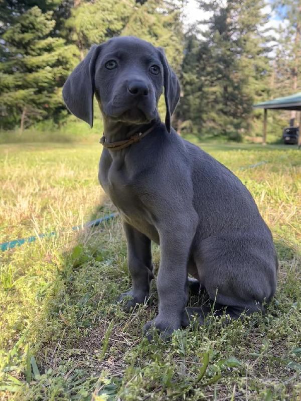 AKC WEIMARANER PUPS Weimaraner