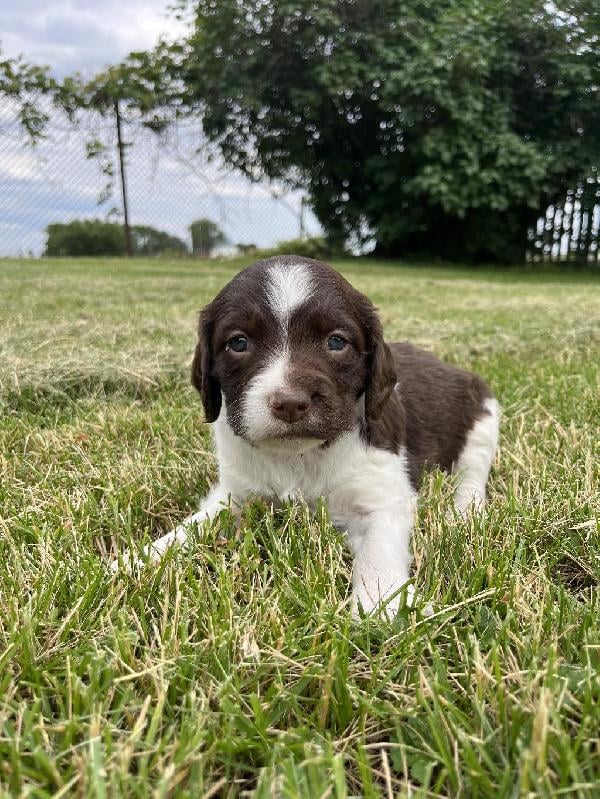 American Brittany
