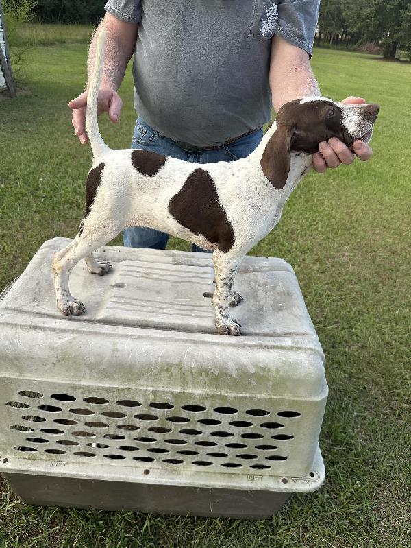 English Pointer