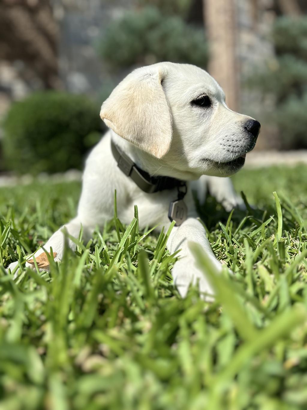 Yellow English Lab Puppies