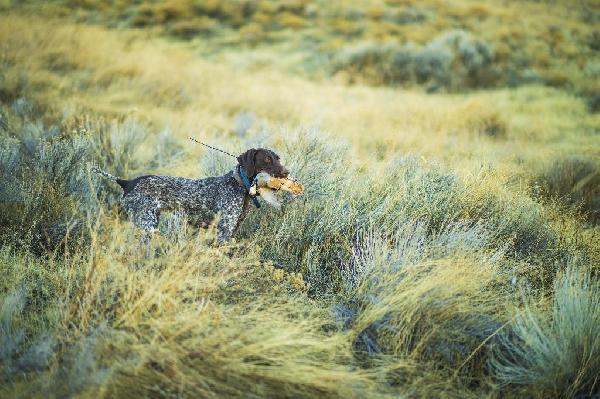 German Shorthaired Pointer