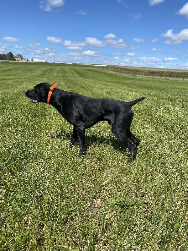 German Shorthaired Pointer