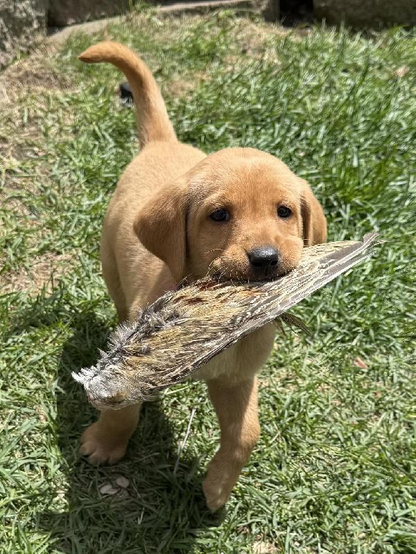 Labrador Retriever