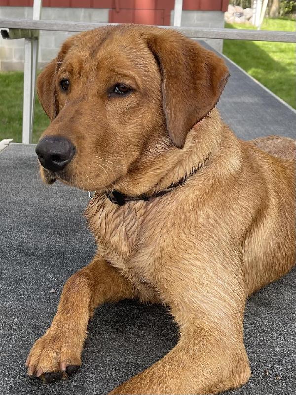 Labrador Retriever