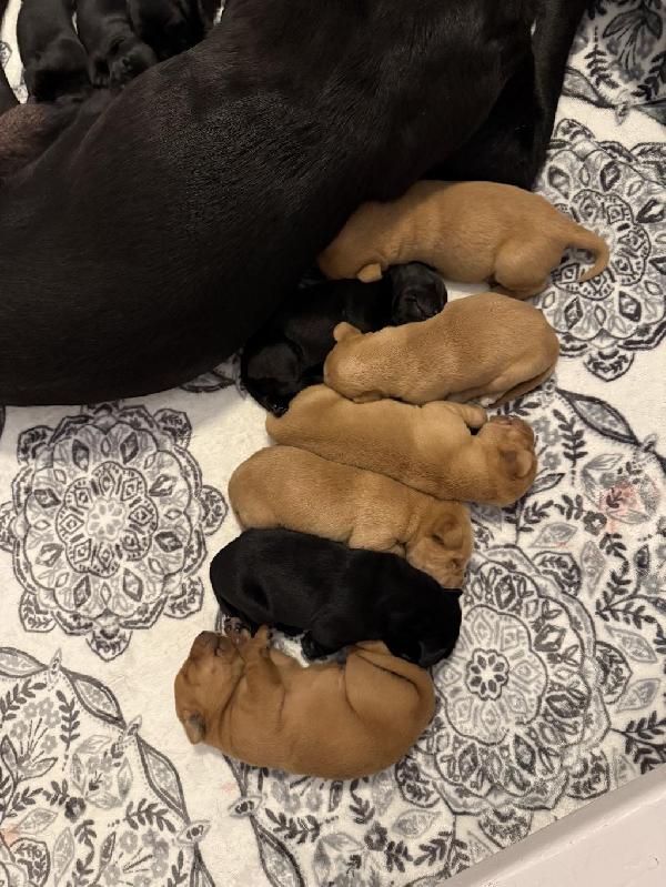 FOX RED YELLOWS AND BLACK LAB PUPS Labrador Retriever