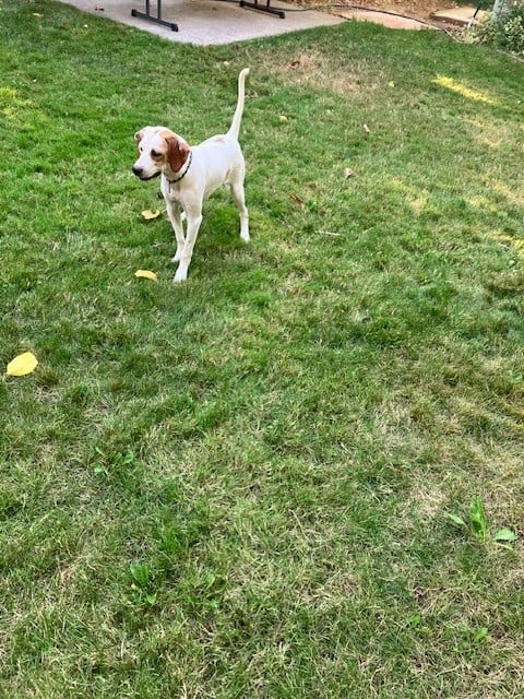 English Pointer