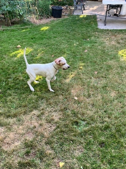English Pointer