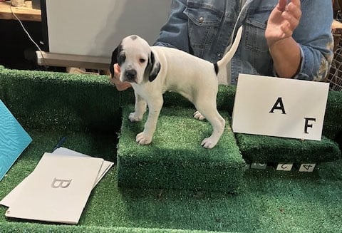 PUPPY A English Pointer