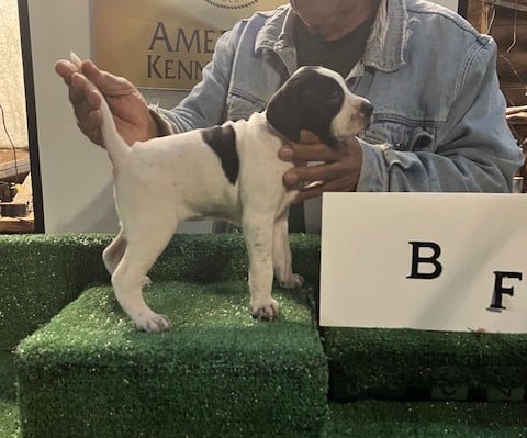PUPPY B English Pointer