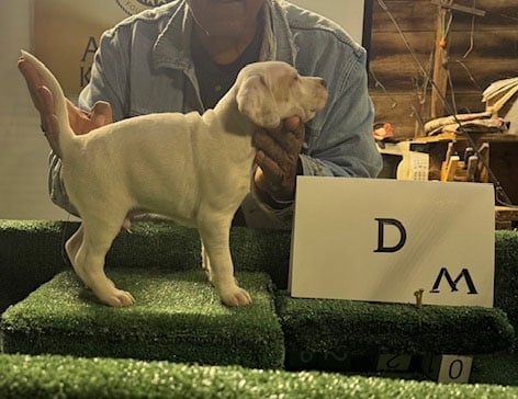 PUPPY E English Pointer