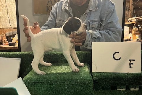 PUPPY C English Pointer