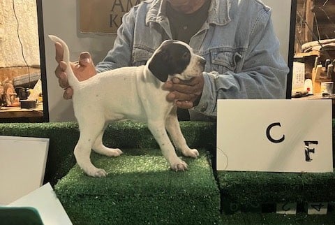PUPPY C English Pointer