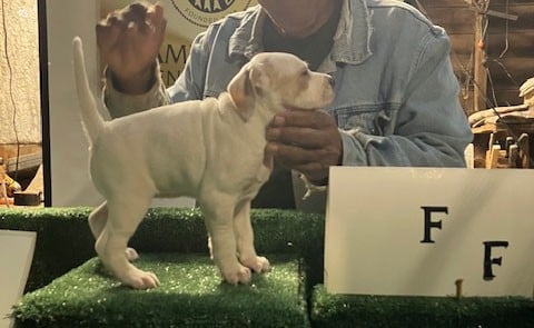 PUPPY F English Pointer