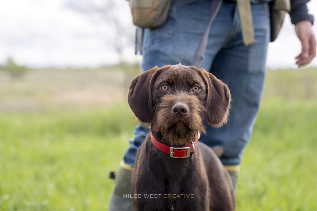 PUDELPOINTER PUPPIES