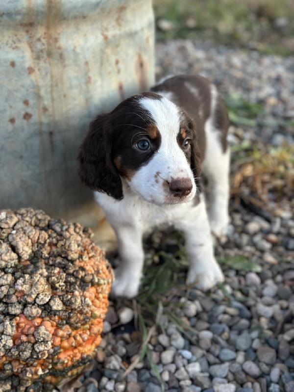 SPRINGER PUPPYS