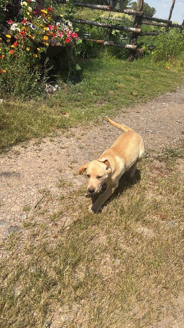 Labrador Retriever