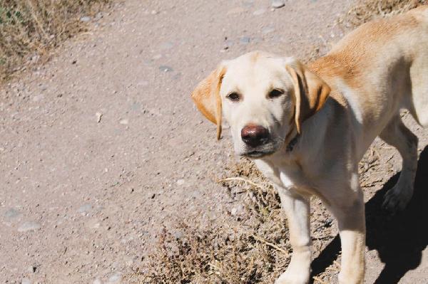 Labrador Retriever