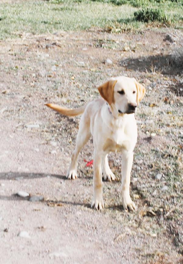 AKC HUNTING LAB PUPPIES Labrador Retriever