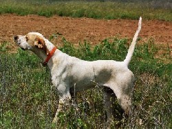 PINEHILL ELHEW DUKE