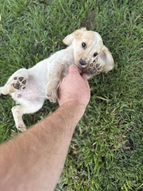 English Cocker Spaniel
