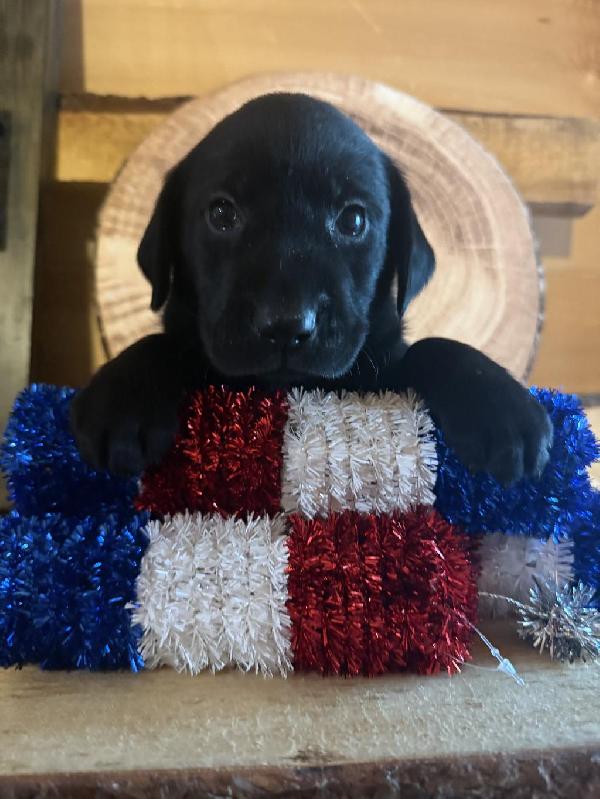 Labrador Retriever