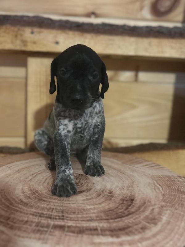 German Shorthaired Pointer