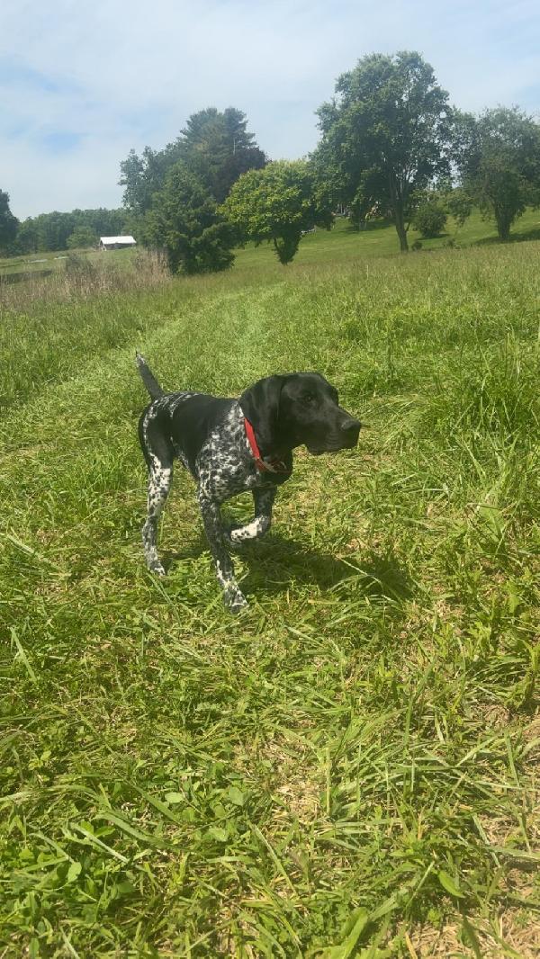 German Shorthaired Pointer