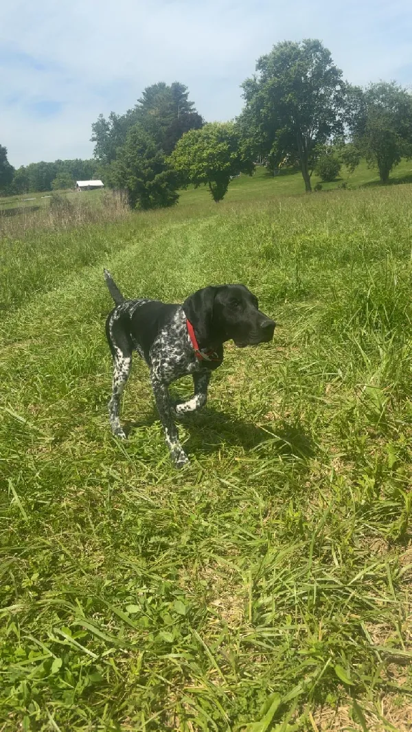 German Shorthaired Pointer