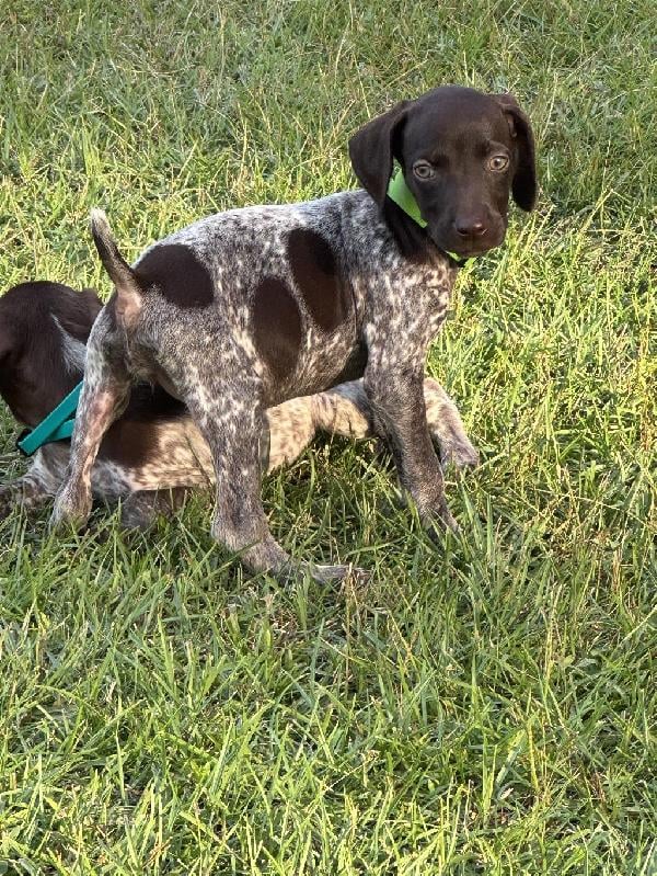 German Shorthaired Pointer