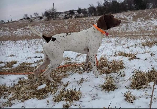 German Shorthaired Pointer