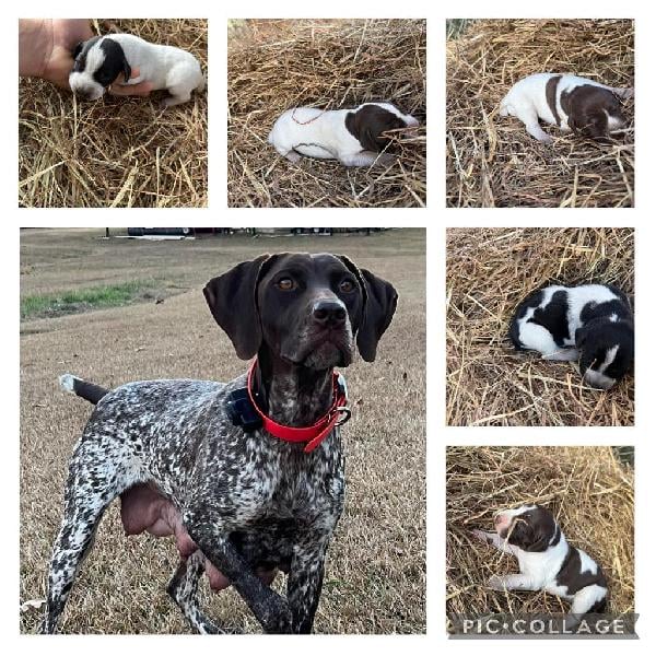 GERMAN SHORTHAIR POINTER PUPPIES German Shorthaired Pointer