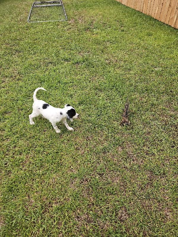 ENGLISH SETTER PUPPIES FOR SALE NC English Setter