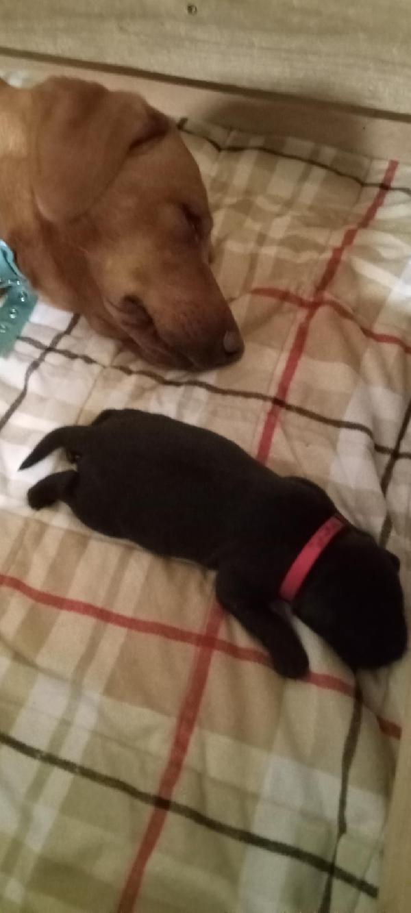 BRITISH LAB PUPPIES FOR SALE