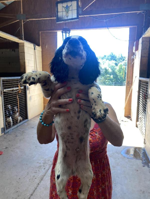 English Cocker Spaniel