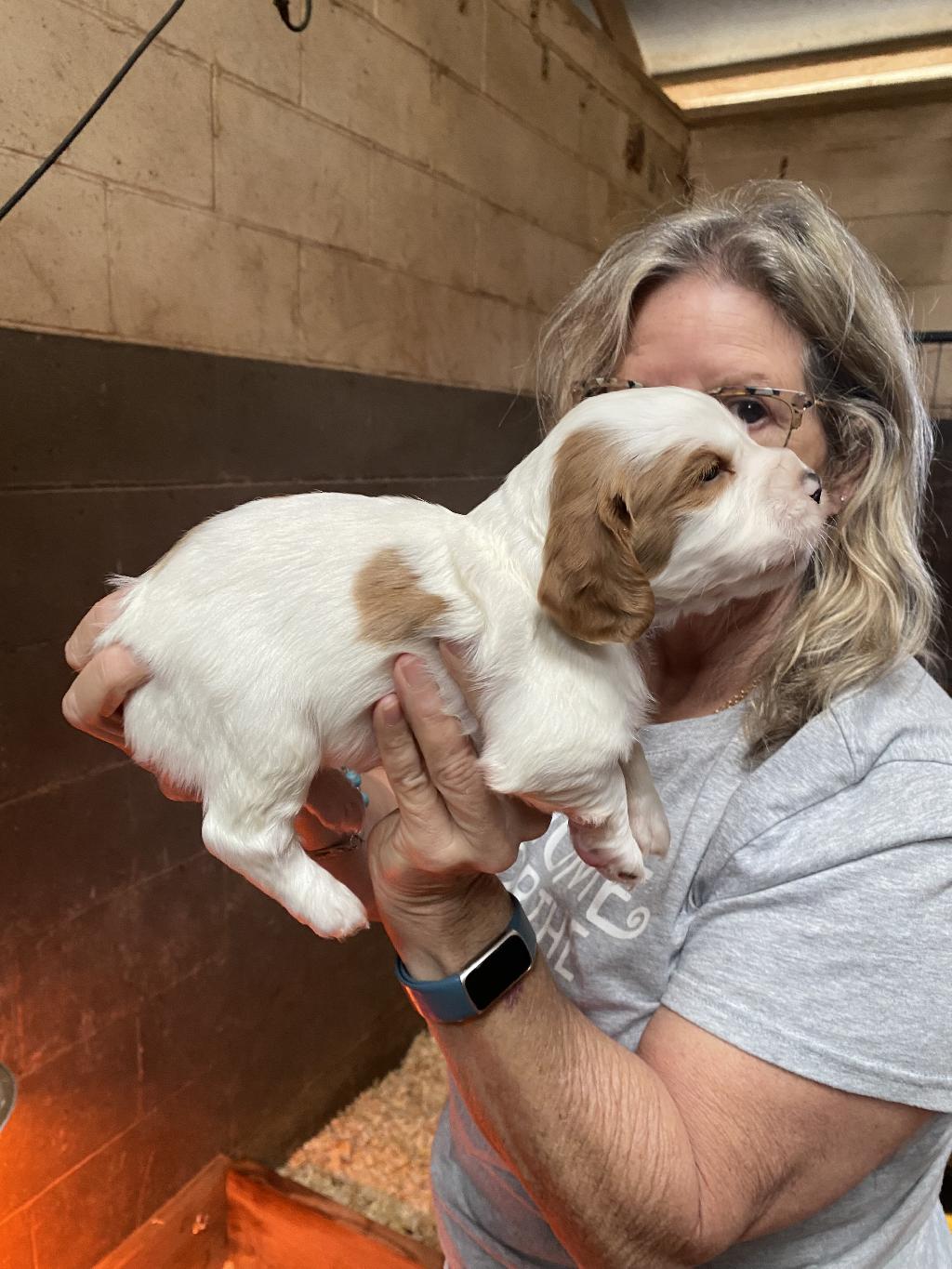 Lemon and 2024 white spaniel