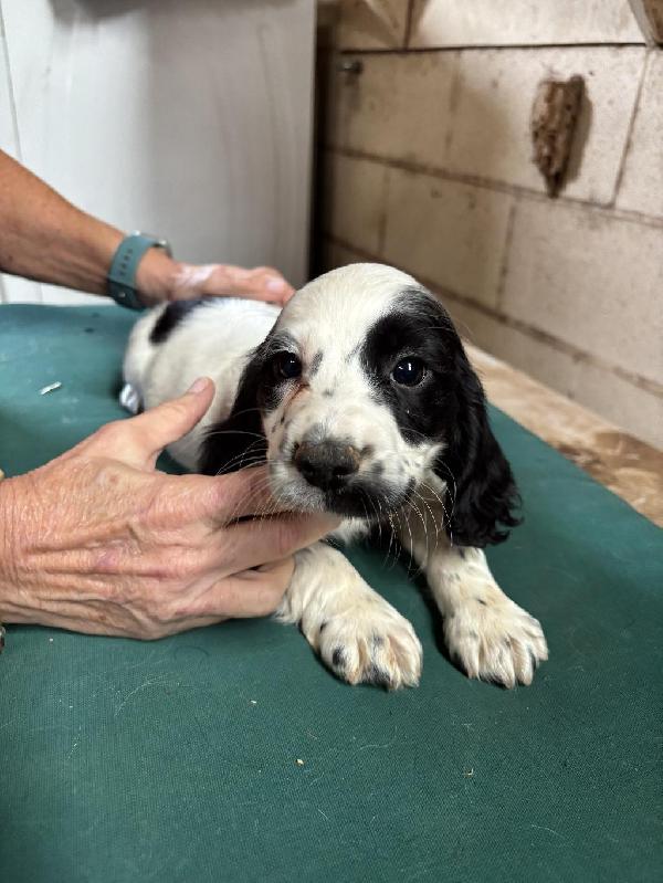 English Cocker Spaniel