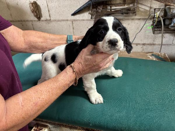 English Cocker Spaniel
