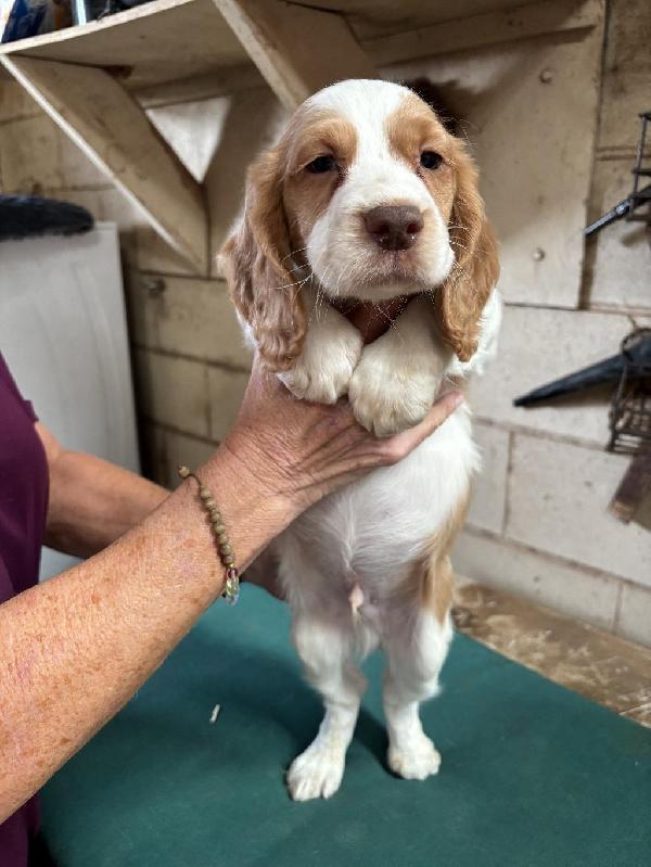 English Cocker Spaniel