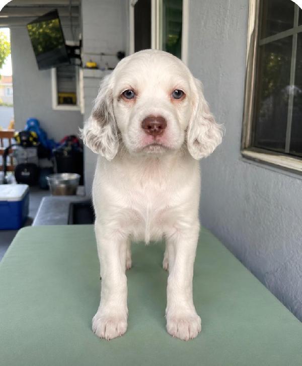 LLEWELLIN SETTERS PUPS Llewellin Setter