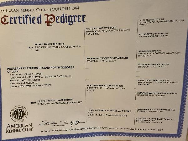 FREYJA PEDIGREE