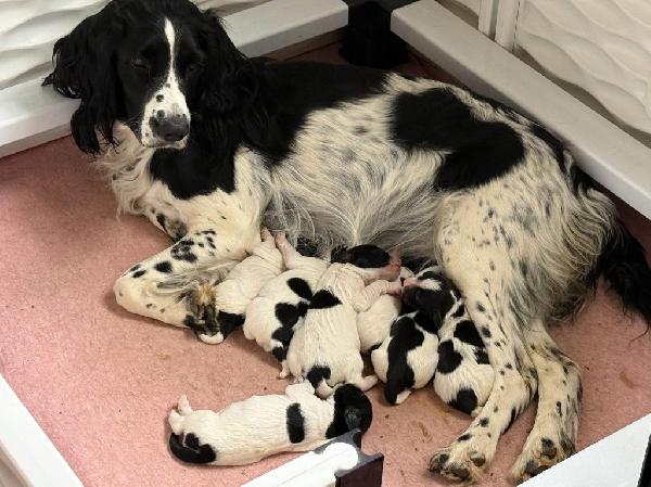English Springer Spaniel
