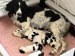 FREYJA AND PUPS